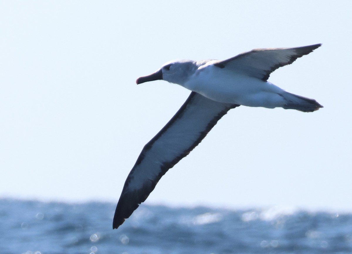 Atlantic Yellow-nosed Albatross - ML624011395