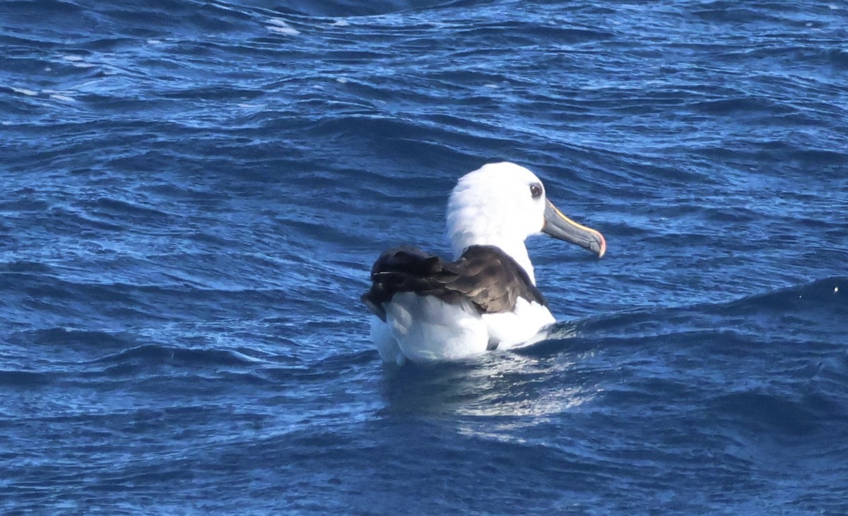 Albatros Picofino Atlántico - ML624011396