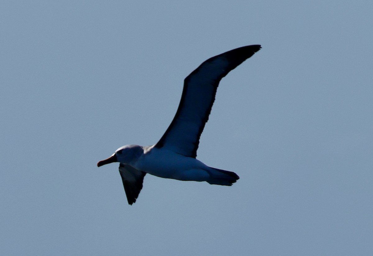 Atlantic Yellow-nosed Albatross - ML624011397