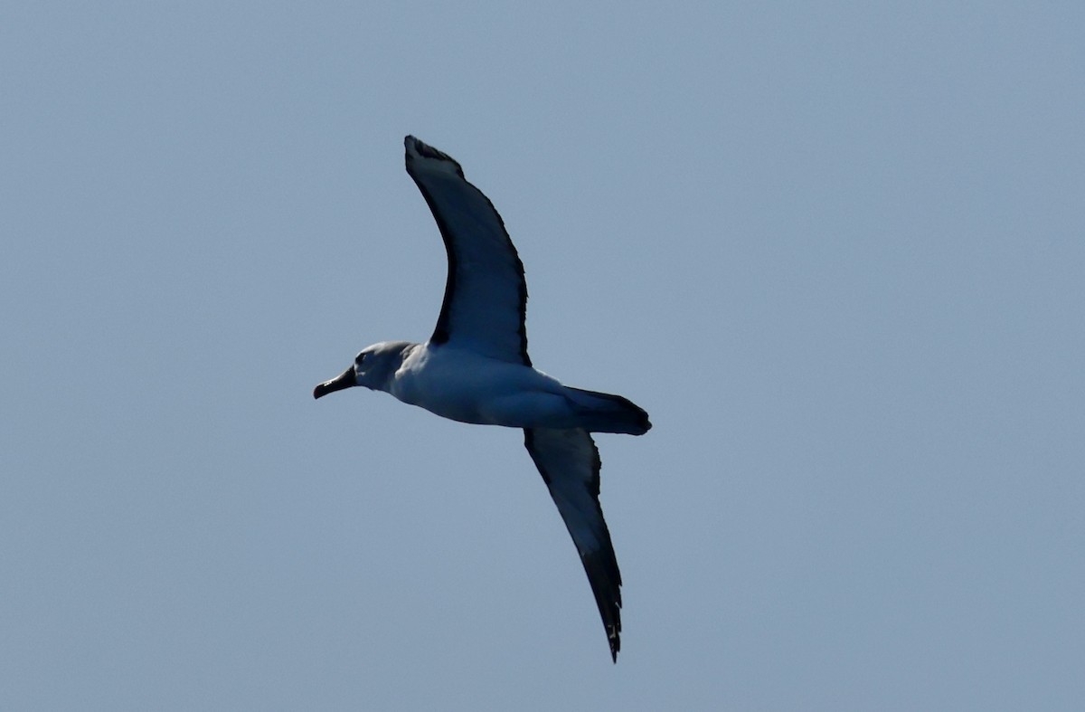 Atlantic Yellow-nosed Albatross - ML624011398