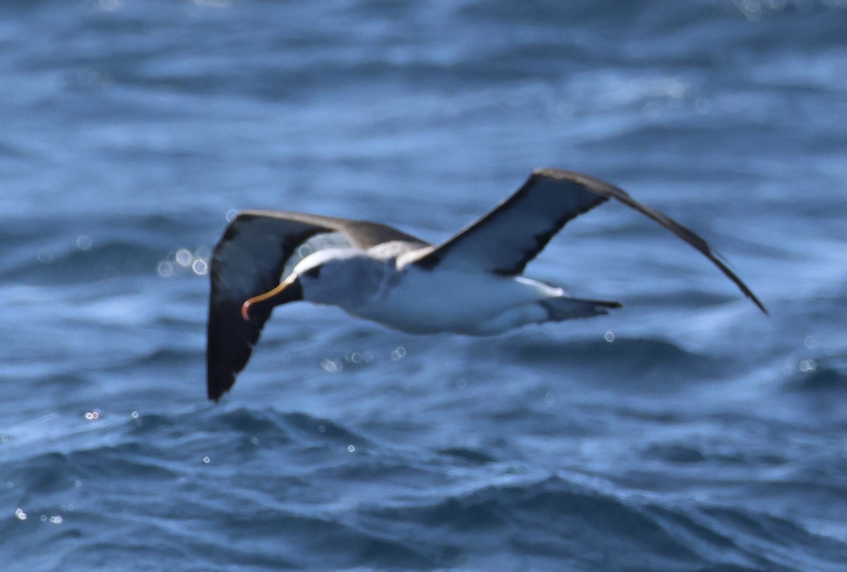 Atlantic Yellow-nosed Albatross - ML624011399