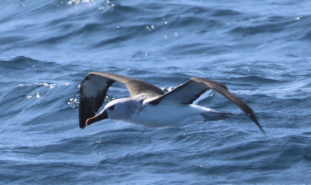 Atlantic Yellow-nosed Albatross - ML624011400