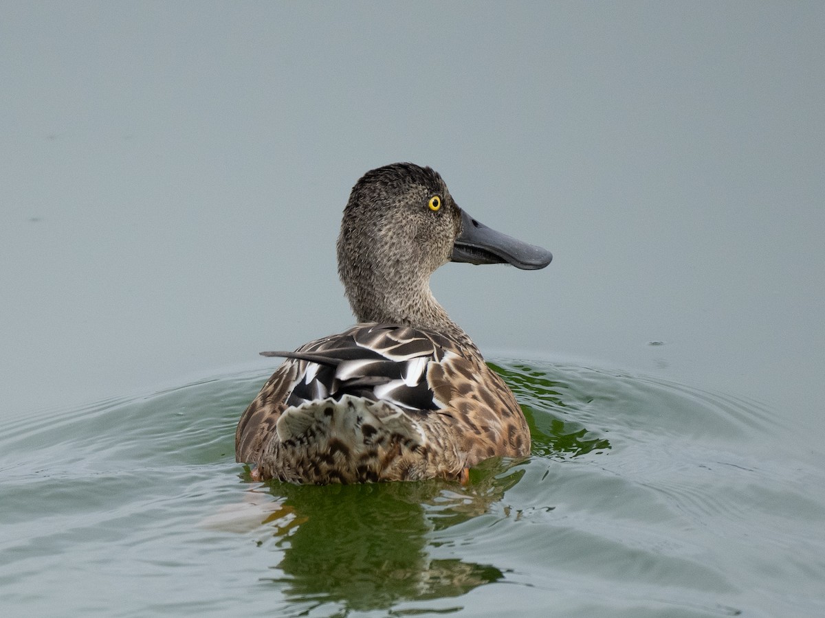 Northern Shoveler - ML624011410