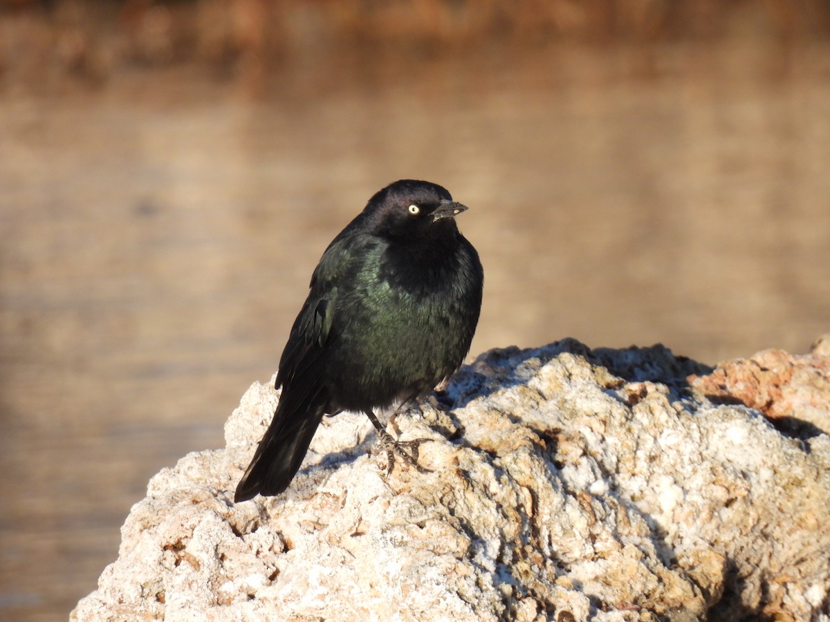 Brewer's Blackbird - ML624011422