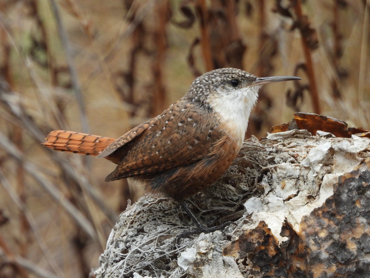 Canyon Wren - ML624011429