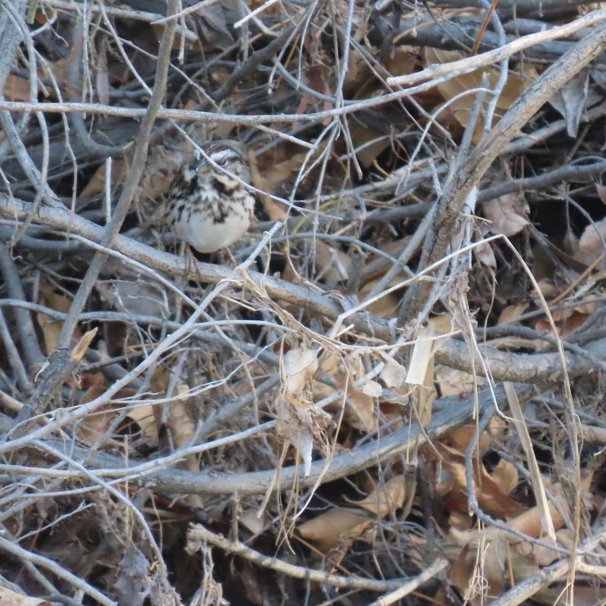 Song Sparrow - ML624011438