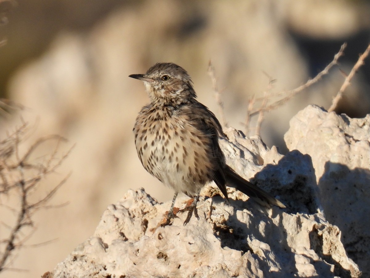 Sage Thrasher - ML624011439