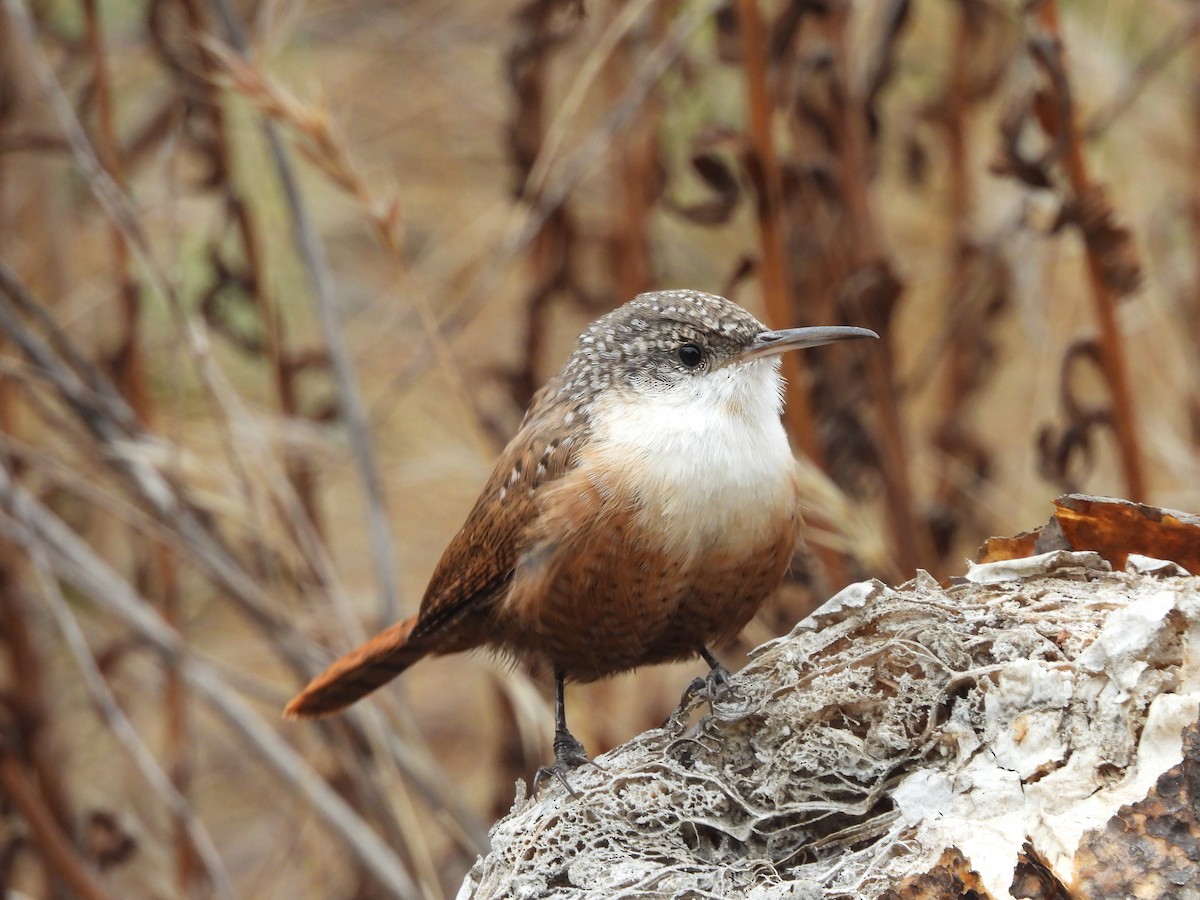 Canyon Wren - Samuel Bressler