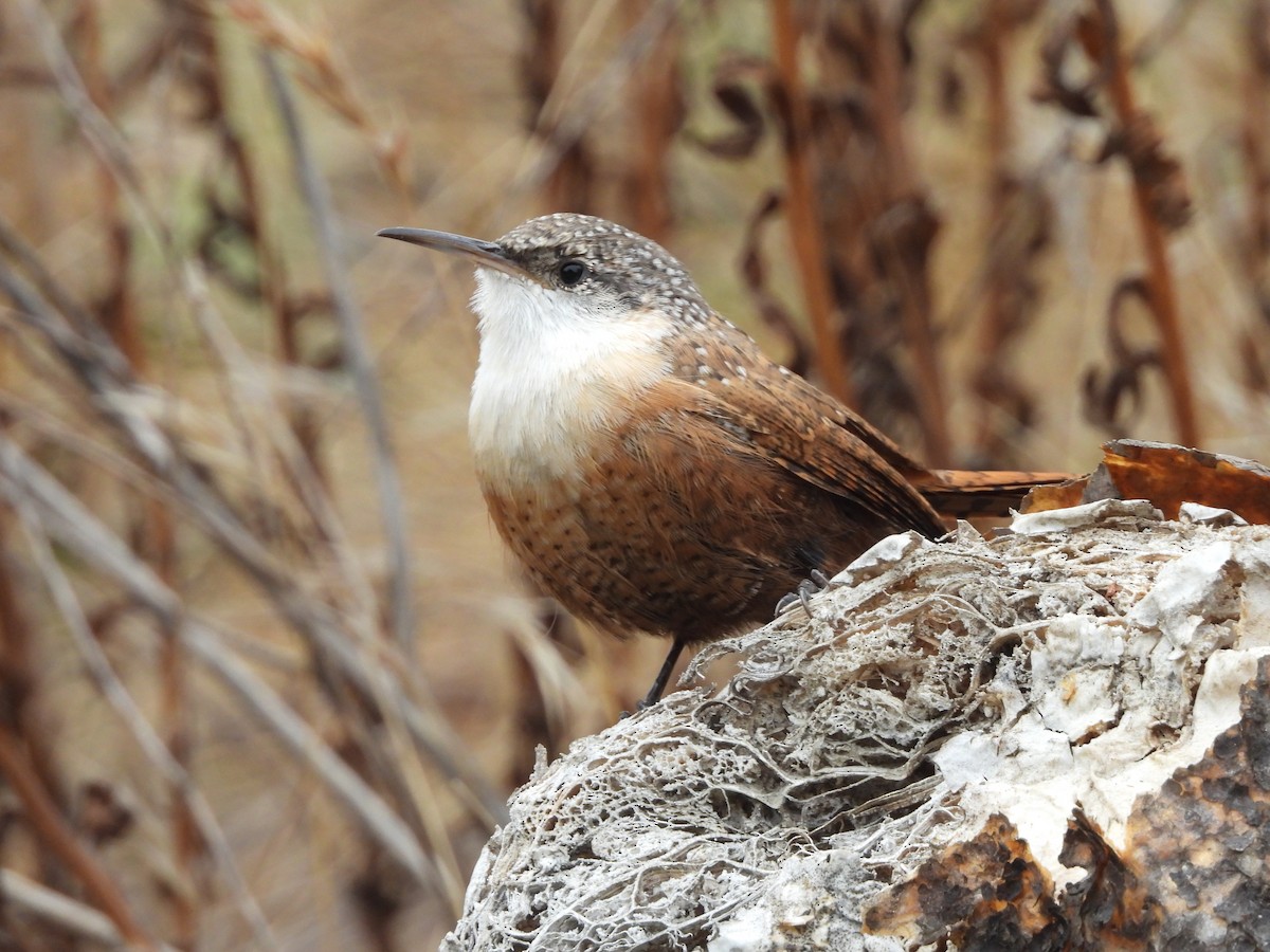 Canyon Wren - ML624011449