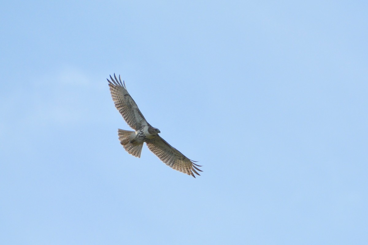 Red-tailed Hawk - ML624011461
