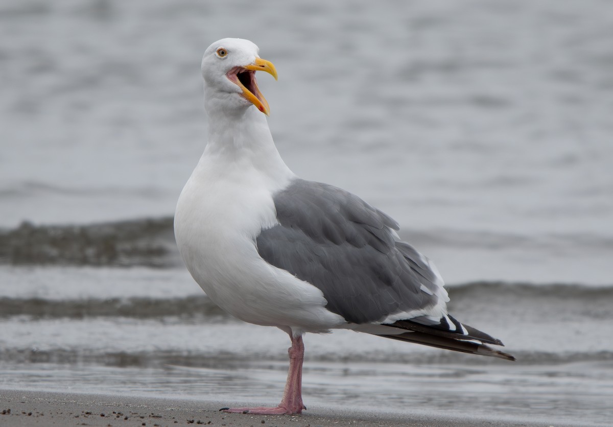 Western Gull - ML624011501