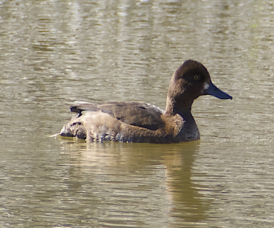 Lesser Scaup - ML624011523