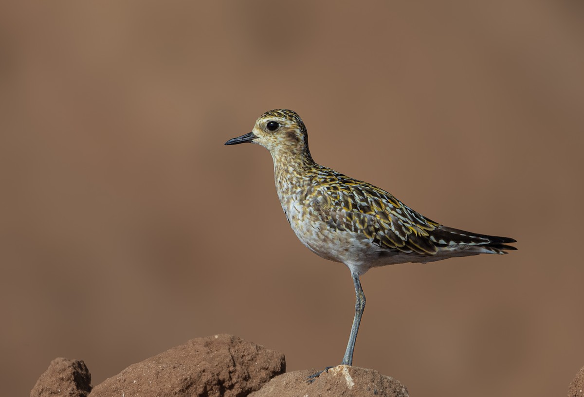 Chorlito Dorado Siberiano - ML624011530