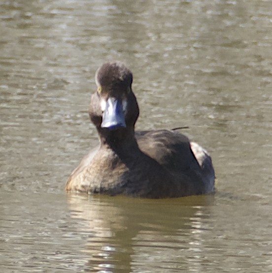 Lesser Scaup - ML624011531