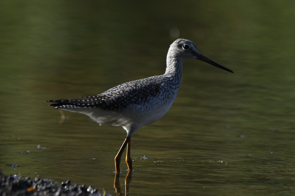 Greater Yellowlegs - ML624011544