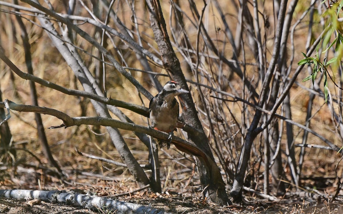 Great Spotted Woodpecker - Sharon Lynn