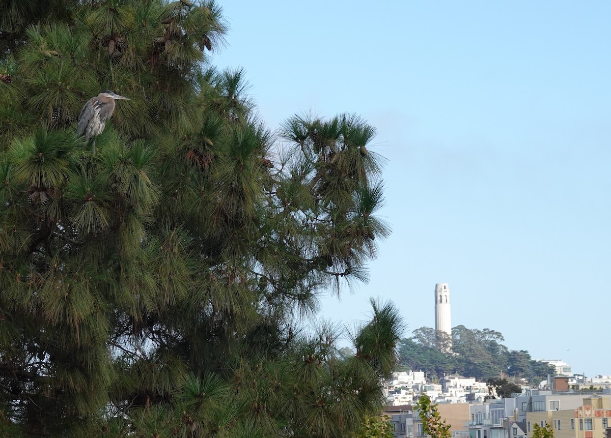 Great Blue Heron - Lisa Morehouse