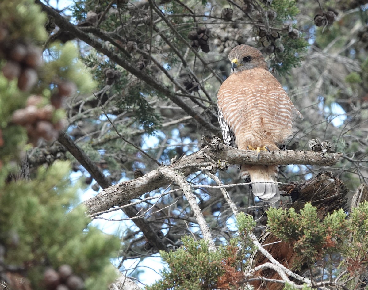 Red-shouldered Hawk - ML624011586