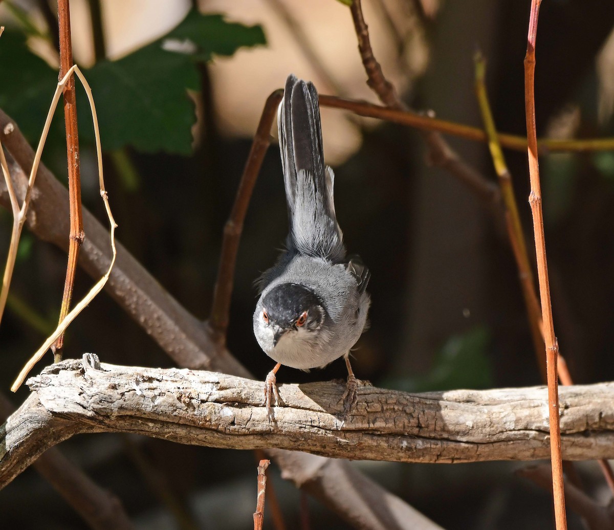 Curruca Cabecinegra - ML624011600