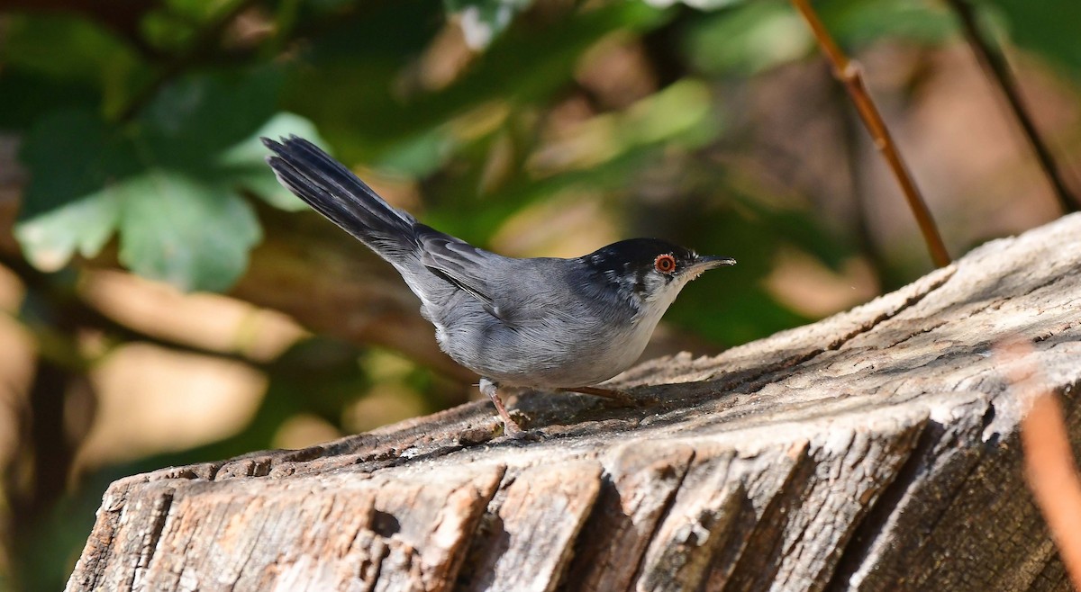 Curruca Cabecinegra - ML624011617