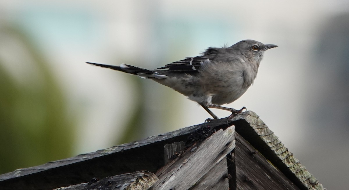 Northern Mockingbird - ML624011626