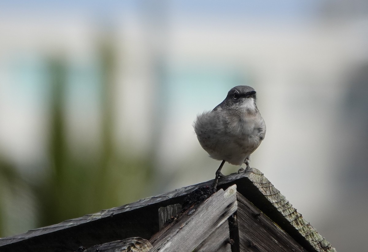 Northern Mockingbird - ML624011629