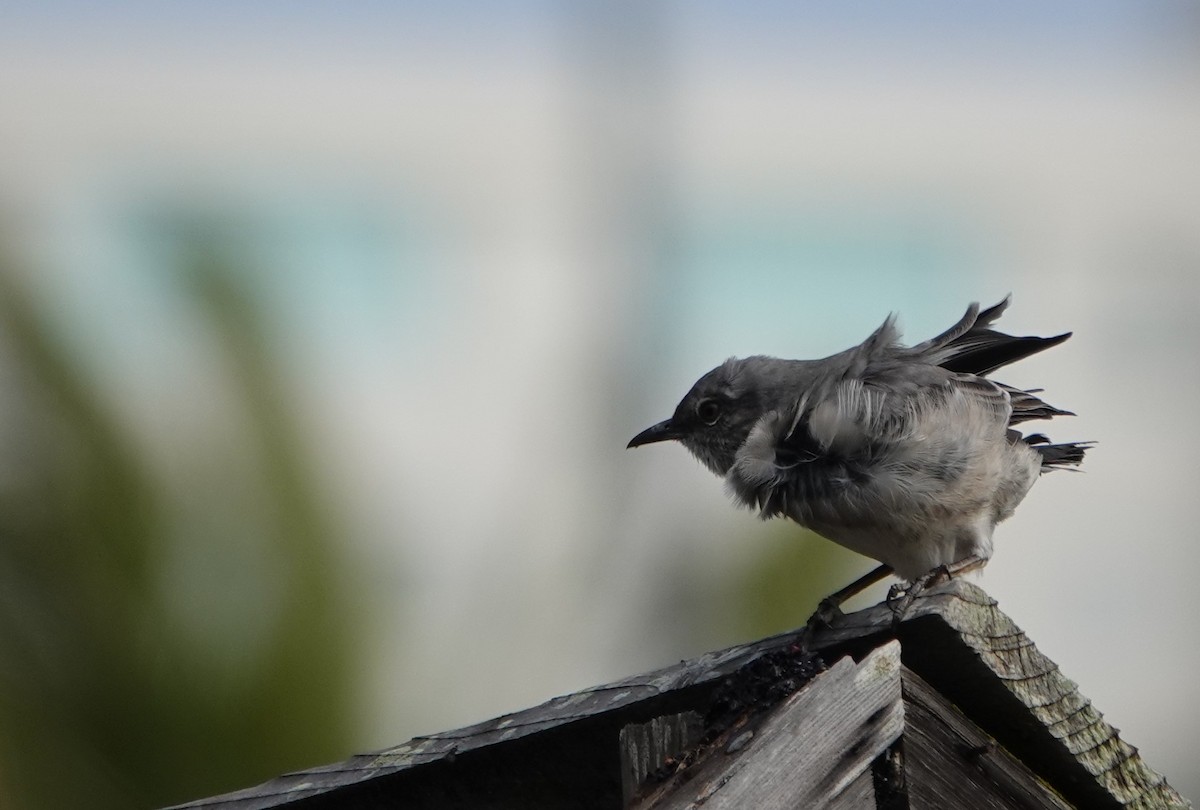 Northern Mockingbird - ML624011635