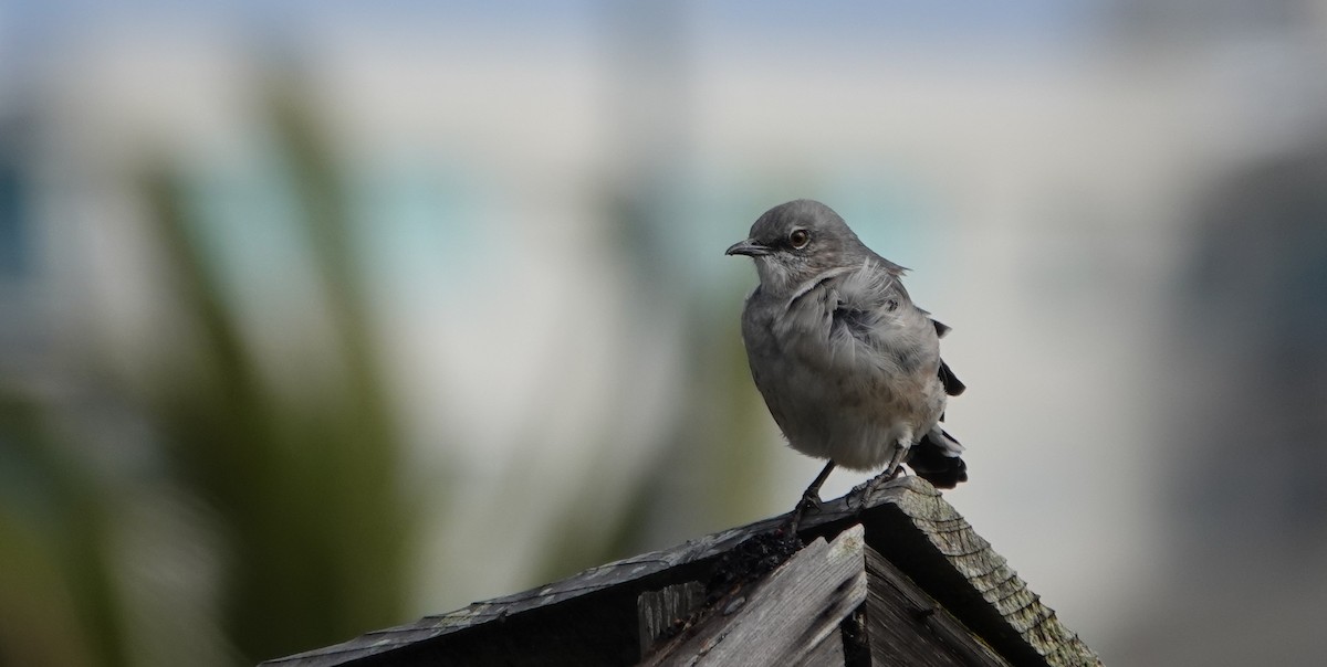 Northern Mockingbird - Lisa Morehouse