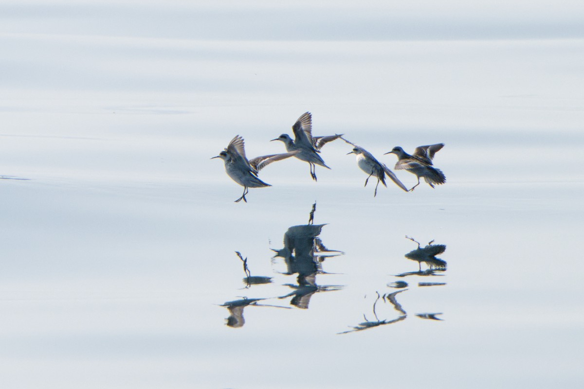 Red-necked Phalarope - ML624011644