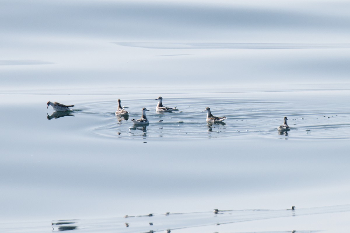 Red-necked Phalarope - ML624011646