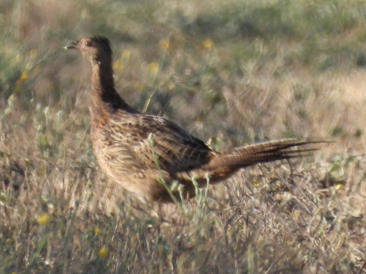 Ring-necked Pheasant - ML624011660