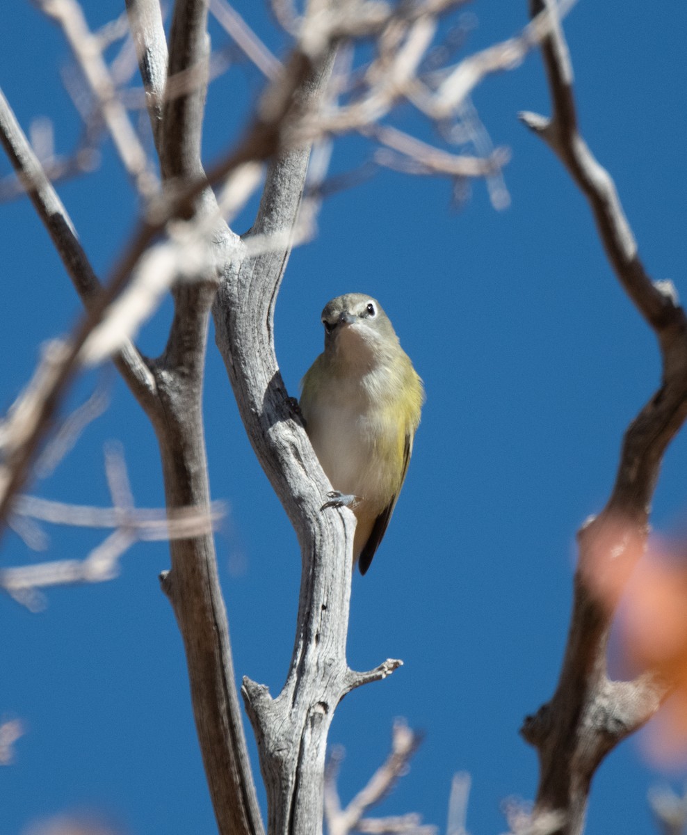 Vireo de Cassin - ML624011677