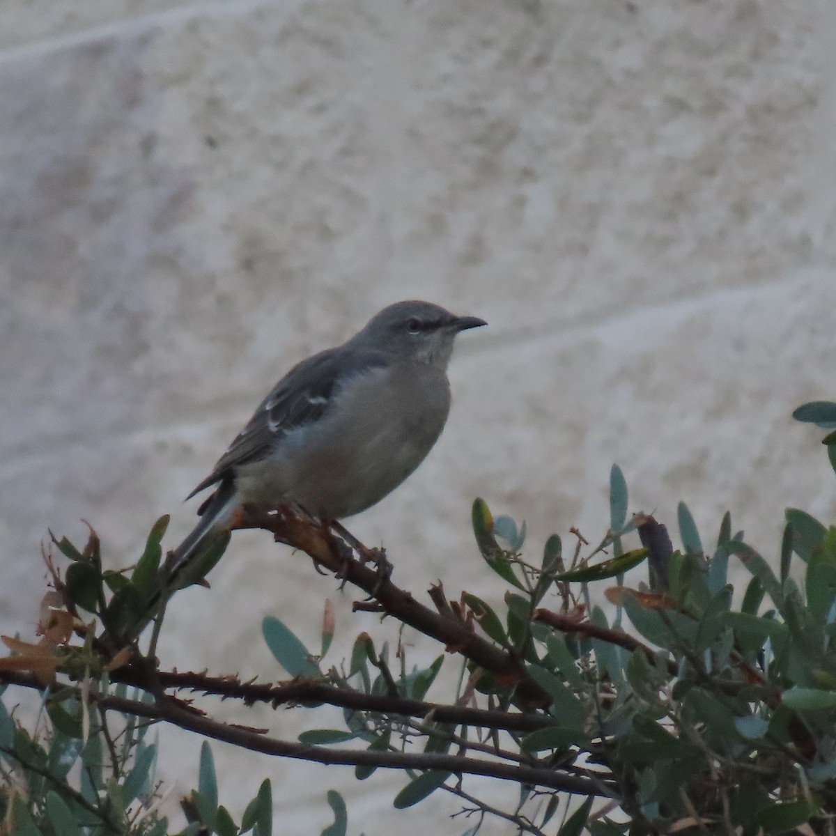 Northern Mockingbird - ML624011678