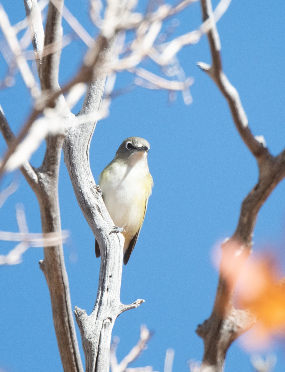 Vireo de Cassin - ML624011679