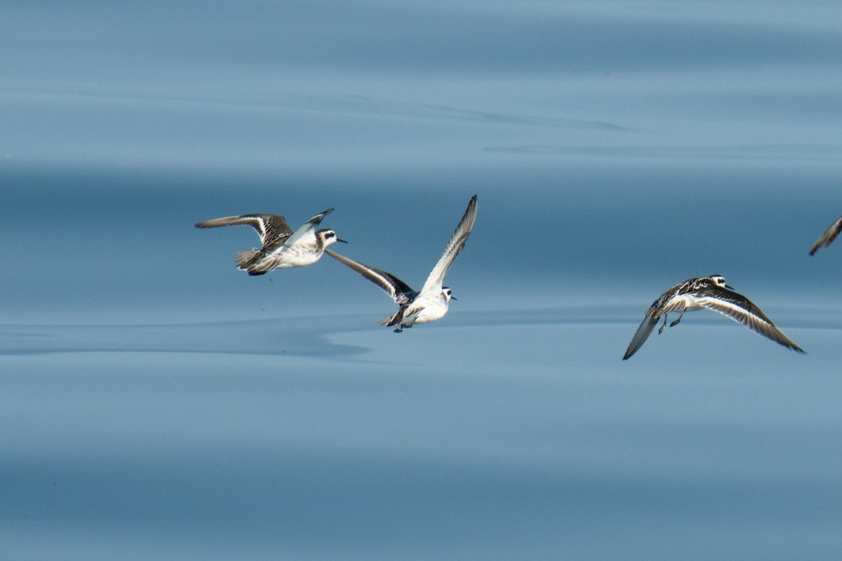 Red-necked Phalarope - ML624011690