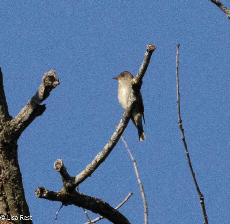 Eastern Phoebe - Lisa Rest