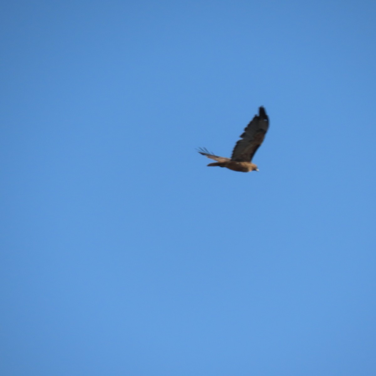 Red-tailed Hawk - Brian Nothhelfer