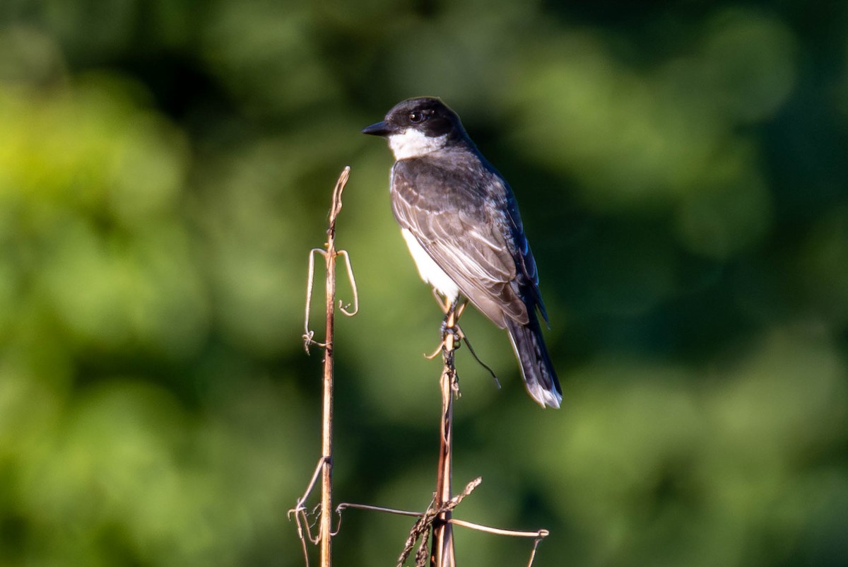 Eastern Kingbird - ML624011724