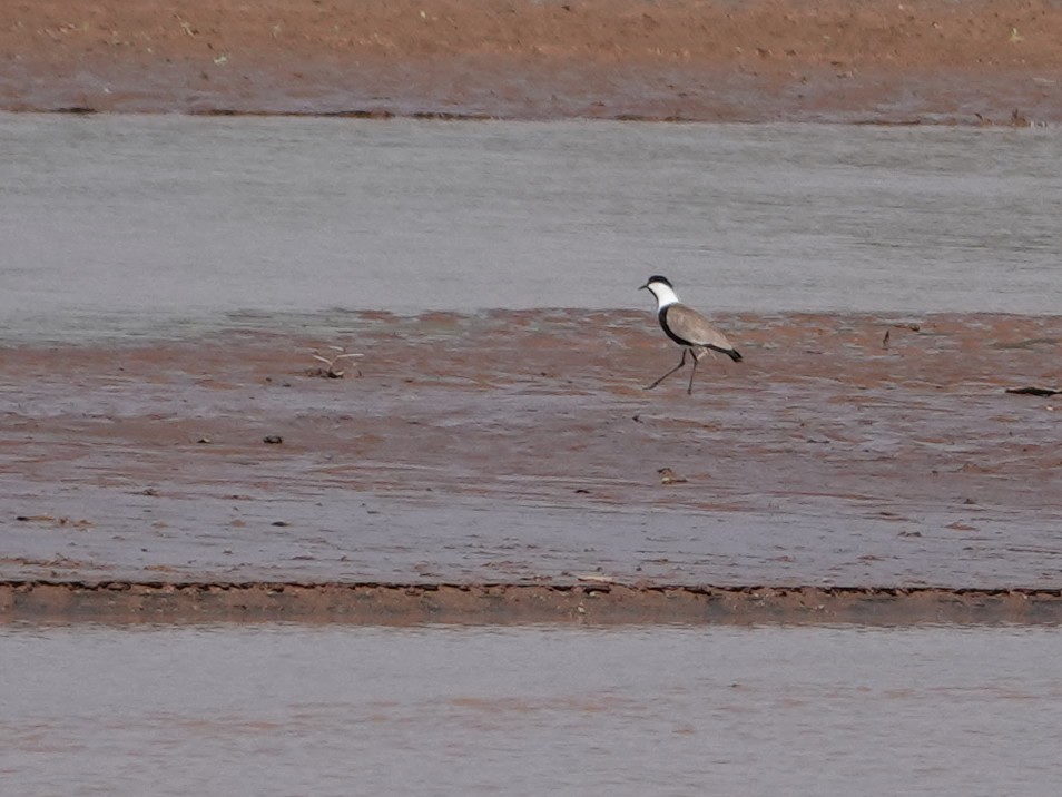 Spur-winged Lapwing - Liz Soria