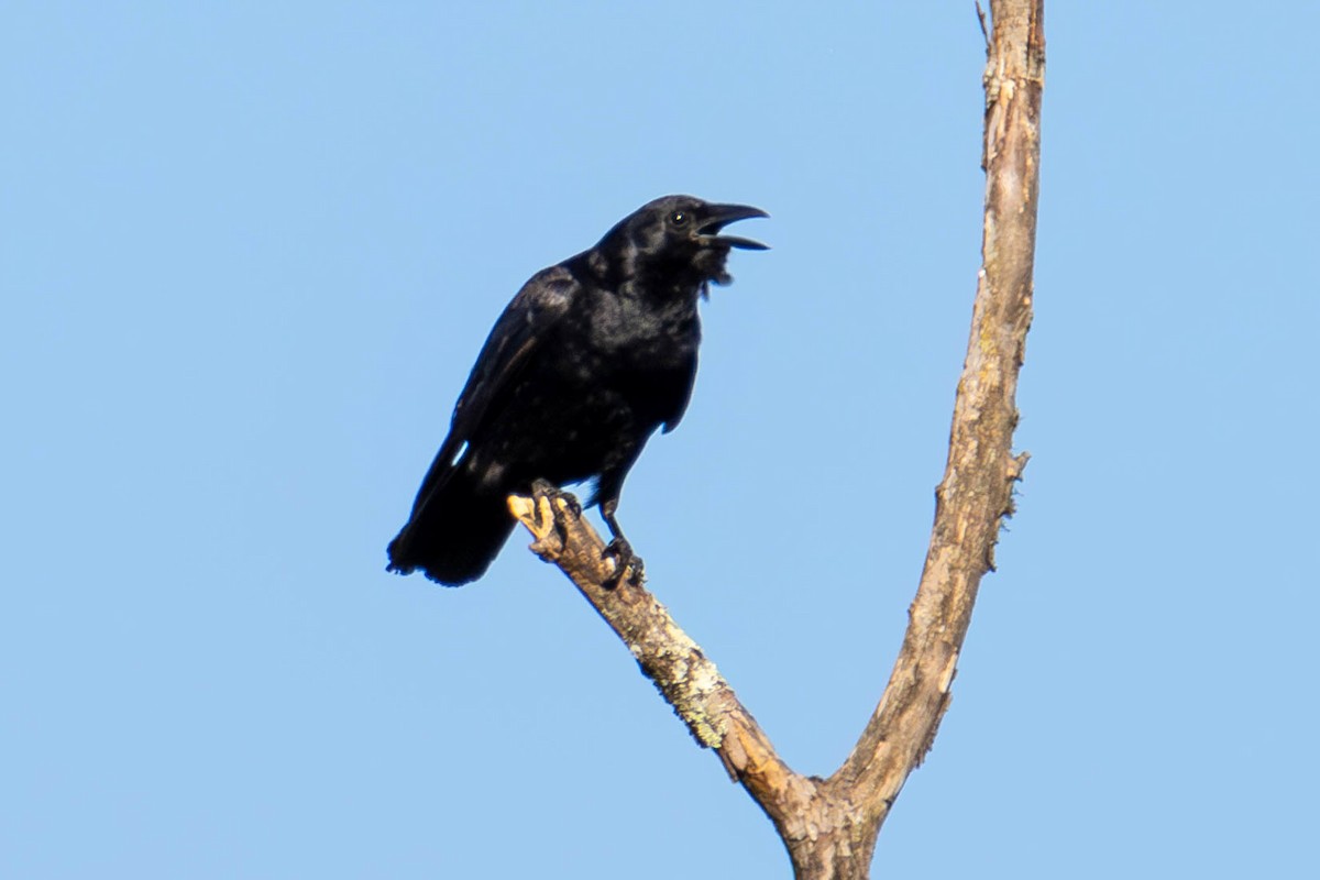 Fish Crow - ML624011727