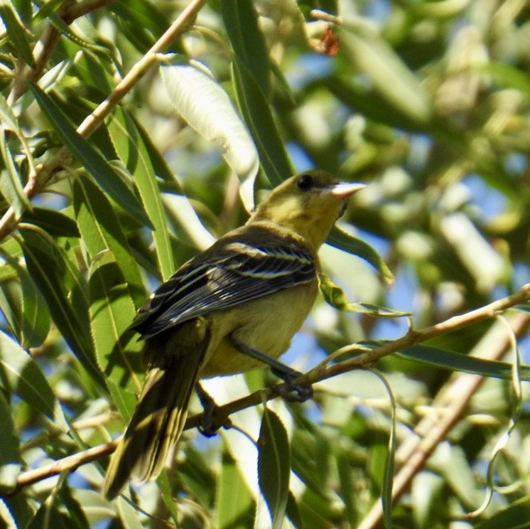 Oriole masqué (groupe nelsoni) - ML624011741