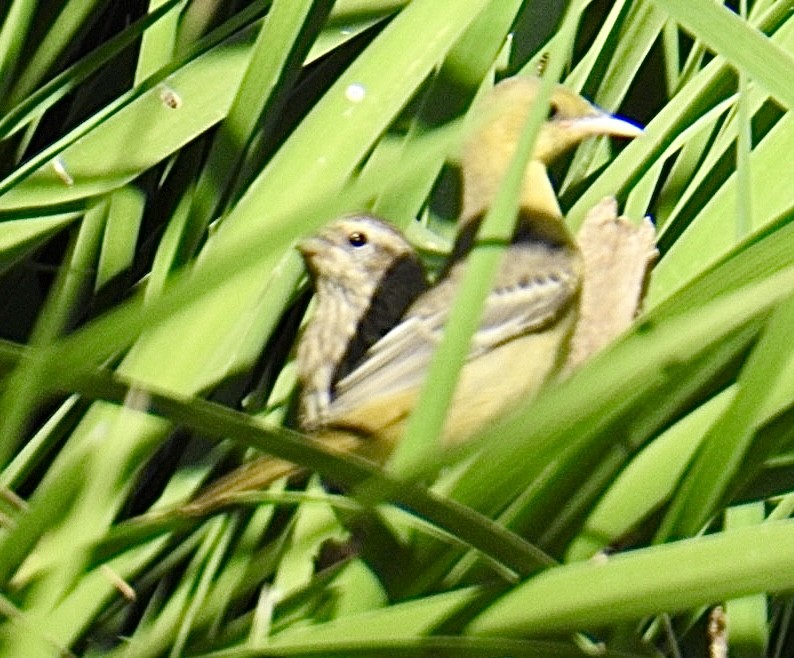 Oriole masqué (groupe nelsoni) - ML624011742