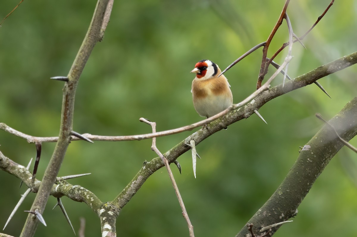 European Goldfinch - ML624011751