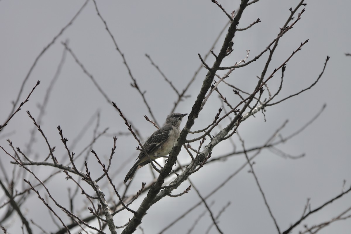 Northern Mockingbird - ML624011776