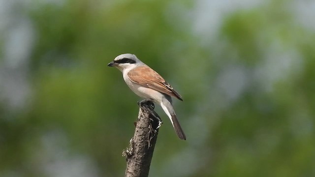 Red-backed Shrike - ML624011795