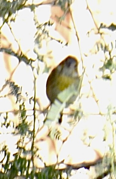 Dickcissel d'Amérique - ML624011802