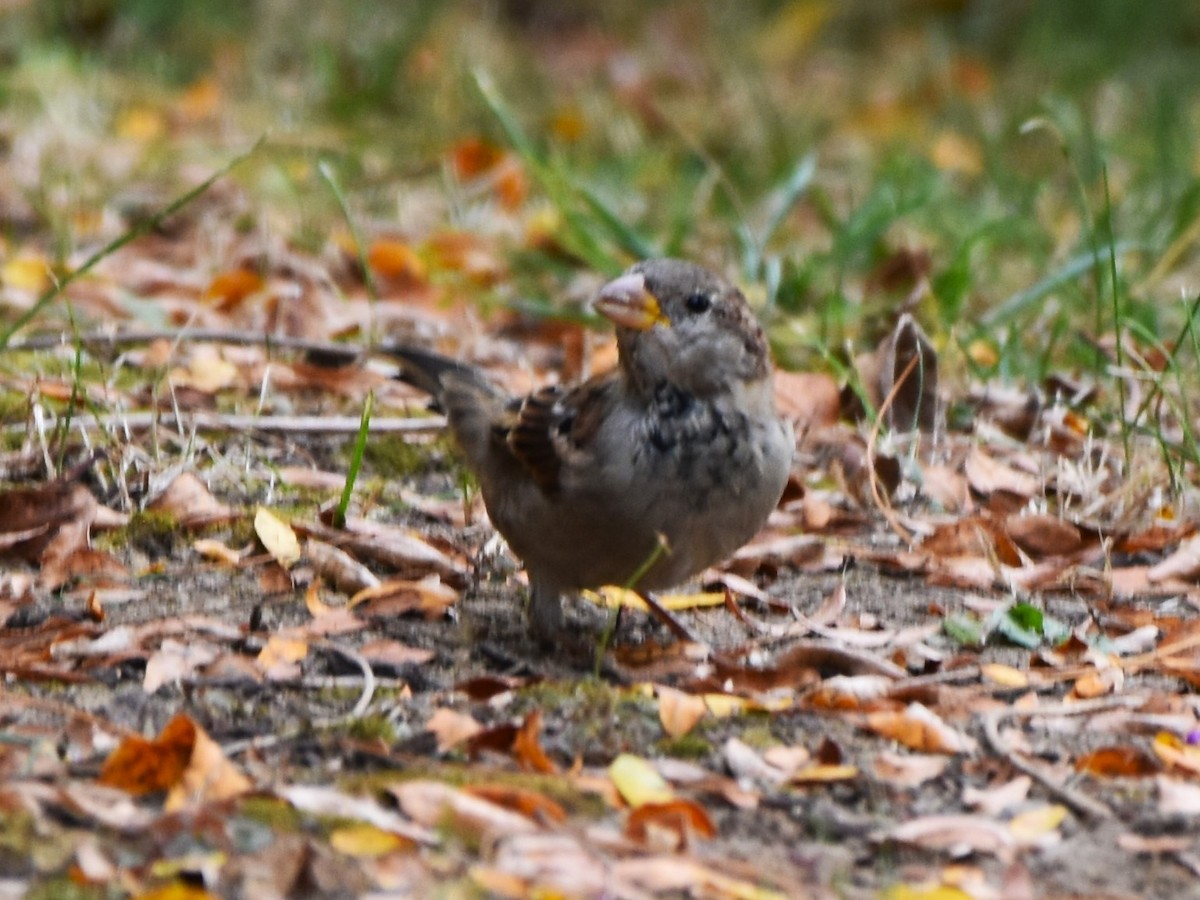 House Sparrow - ML624011832