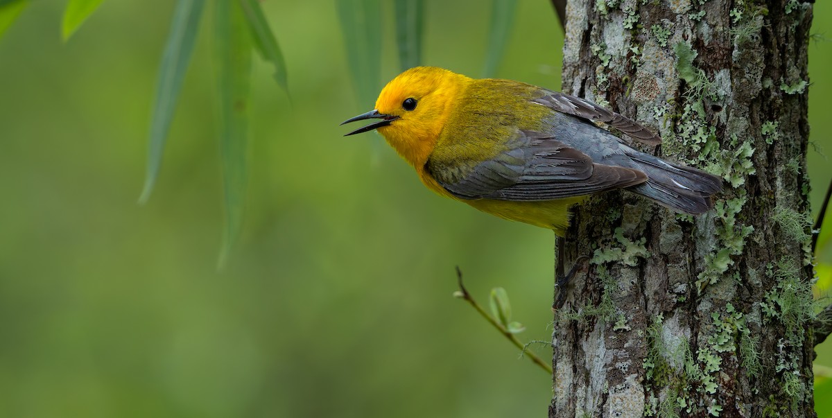 Prothonotary Warbler - ML624011837