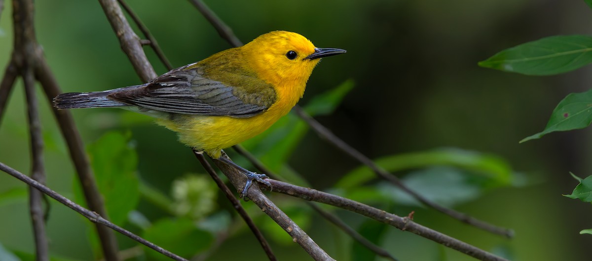 Prothonotary Warbler - ML624011838