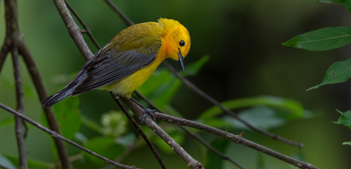 Prothonotary Warbler - ML624011839